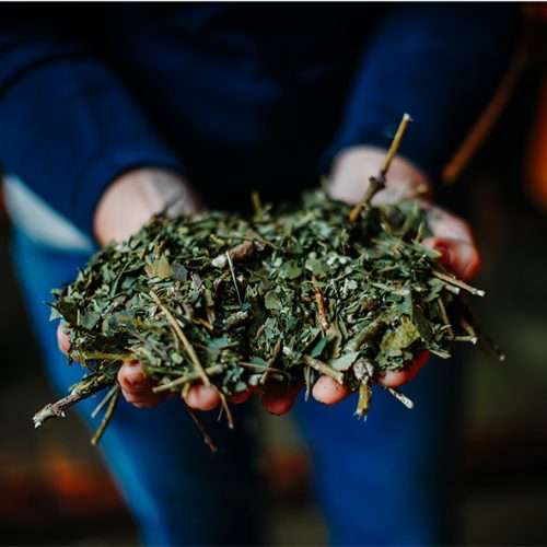 EA-yerba